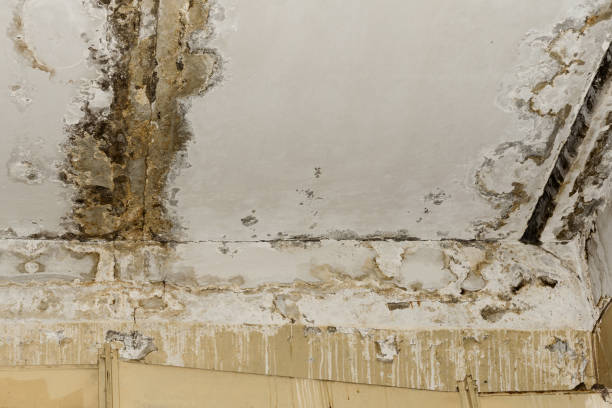 Best Mold Remediation for Healthcare Facilities  in Treasure Lake, PA