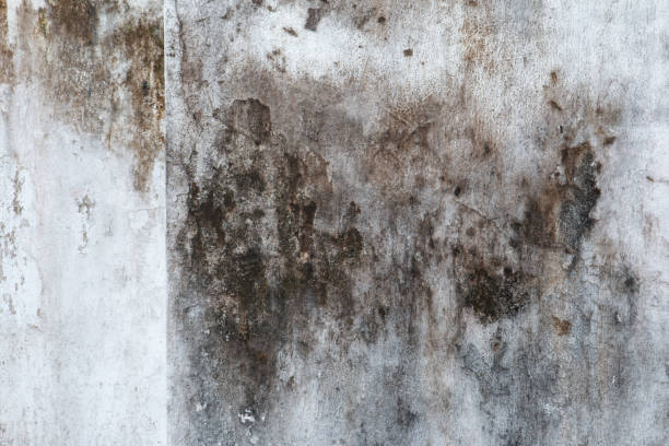 Best Mold Documentation for Insurance Claims  in Treasure Lake, PA